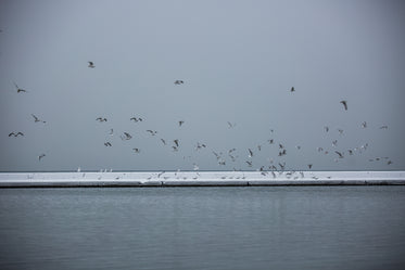 flock of seagulls on winter water