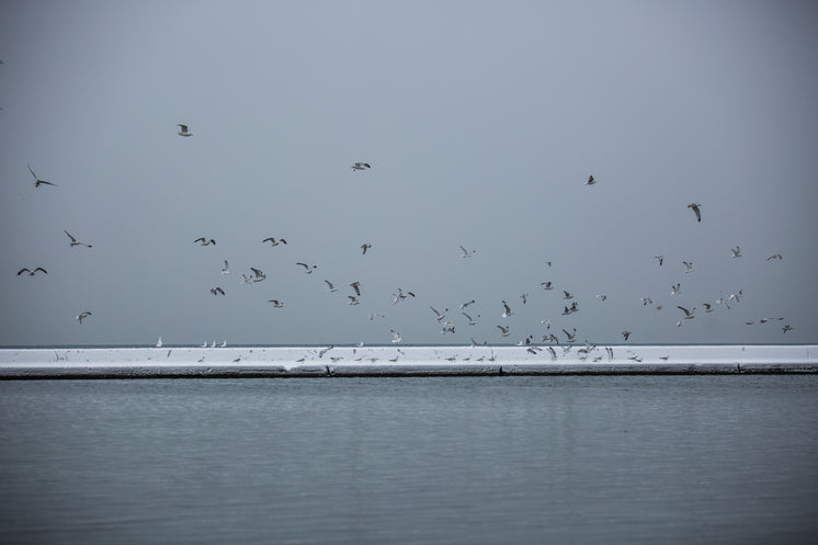 Flock Of Seagulls On Winter Water