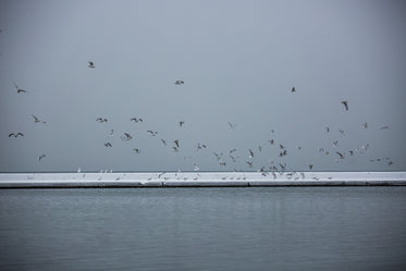 Free Flock Of Seagulls On Winter Water Image: Browse 1000s of Pics