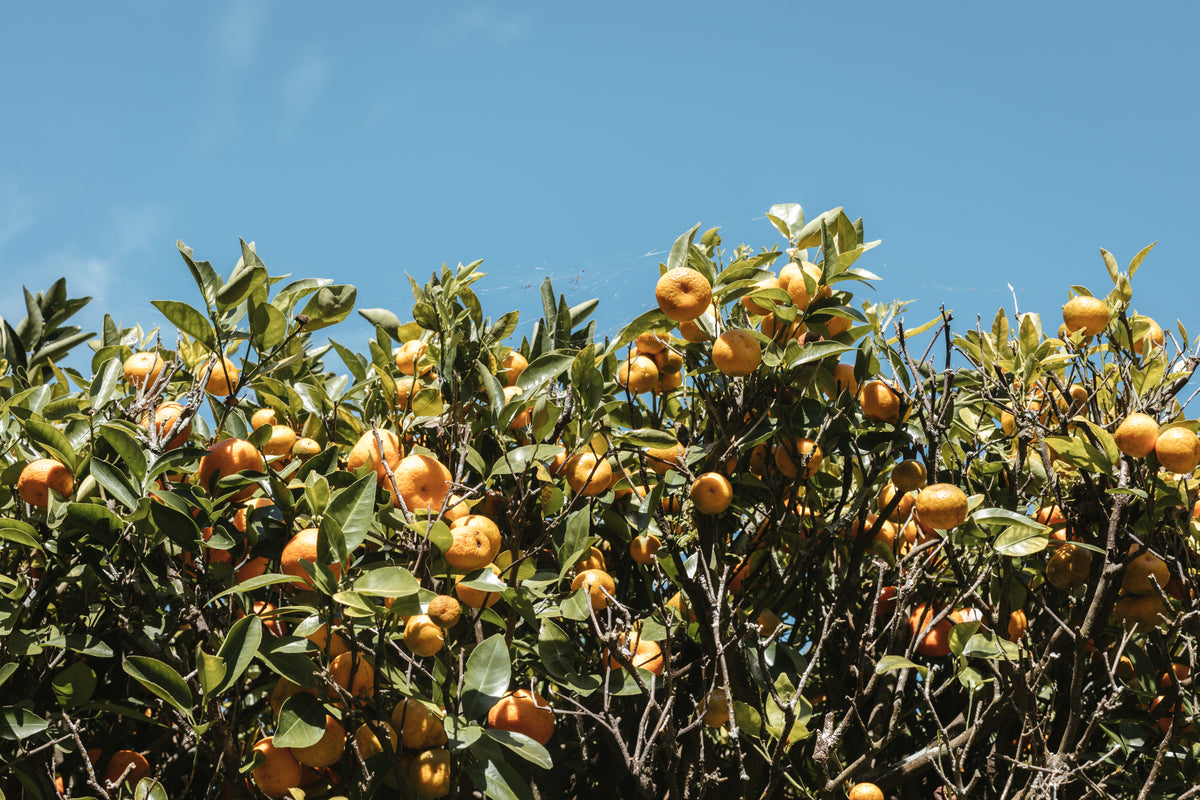 florida orange orchard branches heavy with juicy fruit
