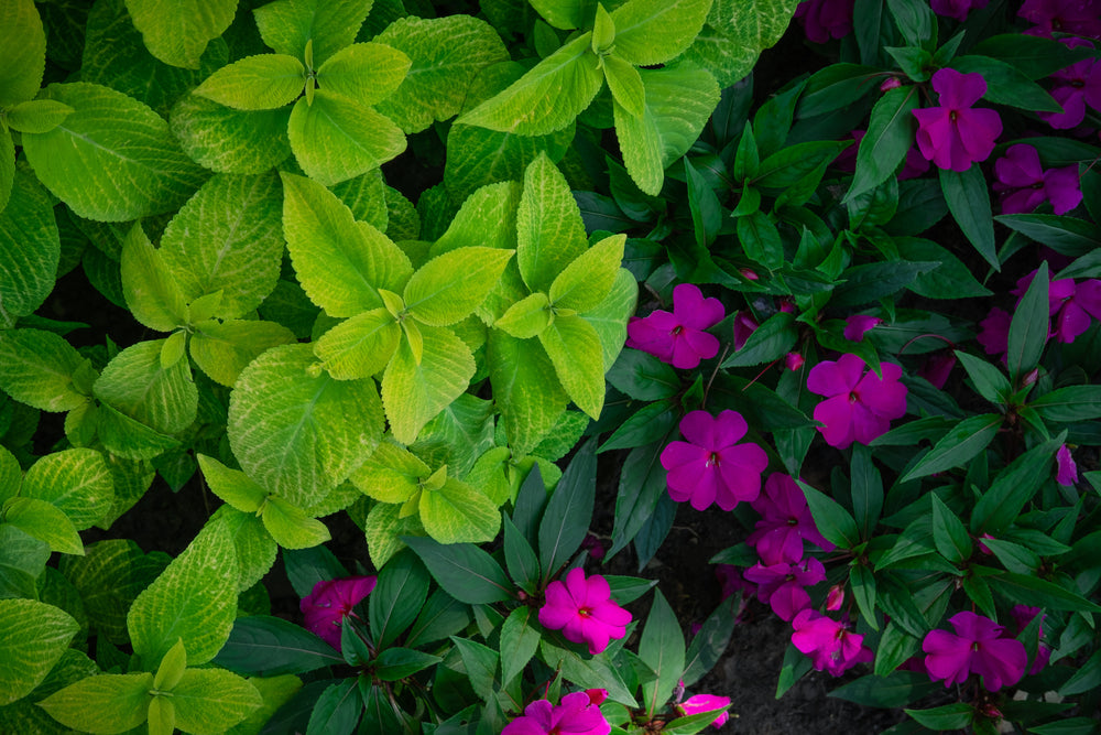 flower bed bright and dark green