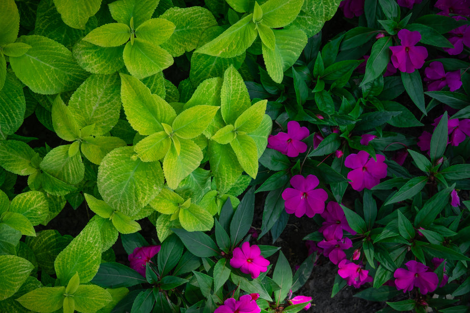Browse Free HD Images of Flower Bed Bright And Dark Green