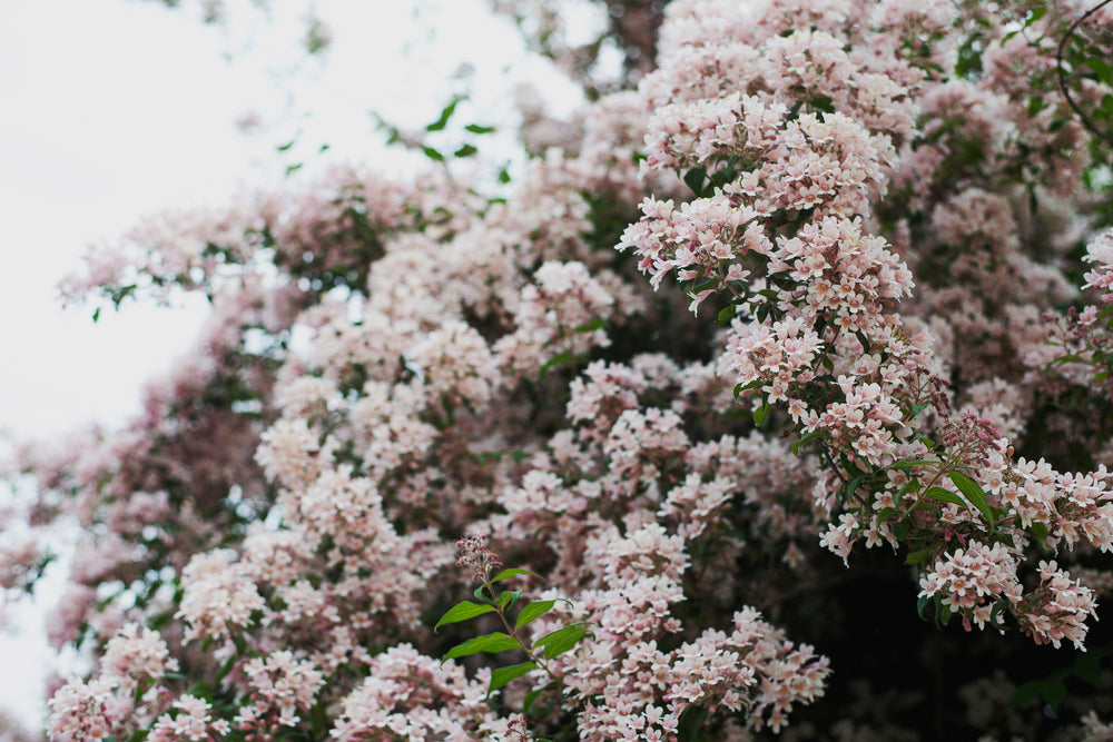 flower blanket