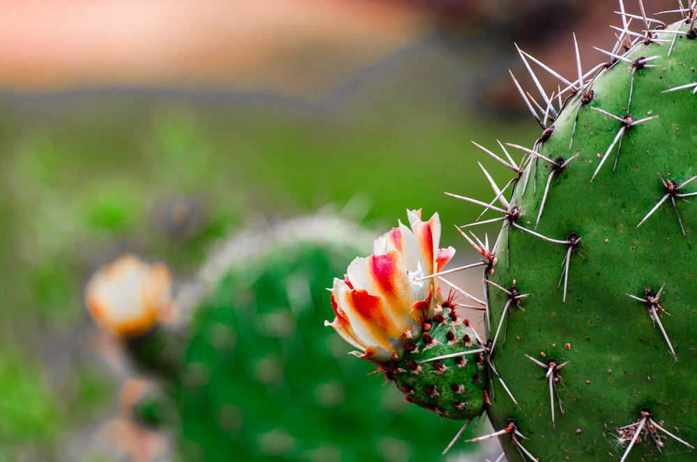 flower blossoming on catcus