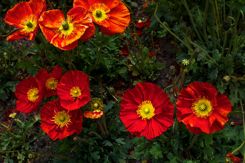 flower circles