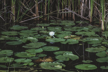 flower in lily pad pond