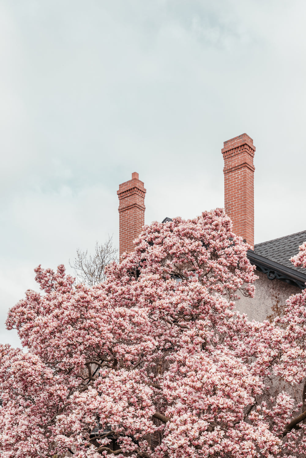 flowering tree near building