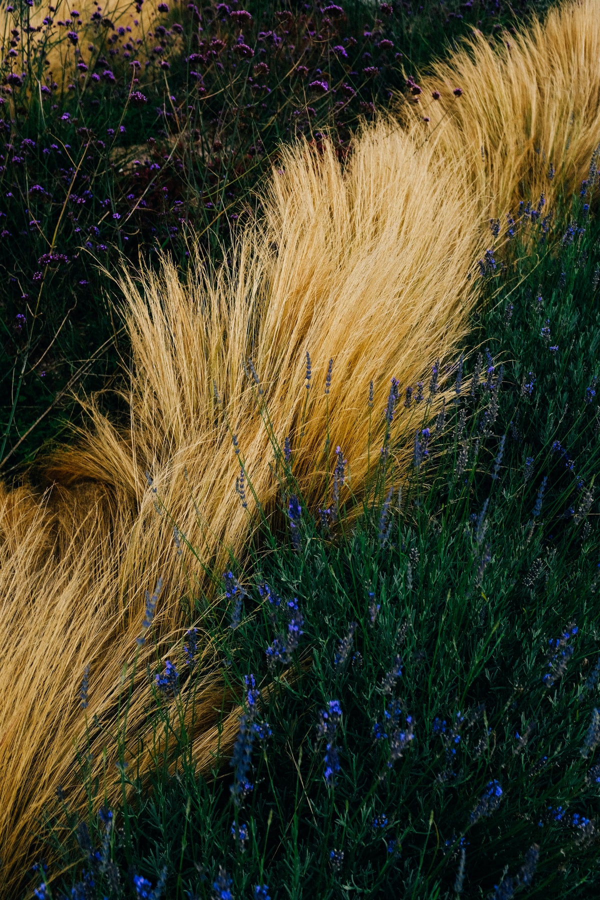 flowers and tall yellow grass grow in bunches