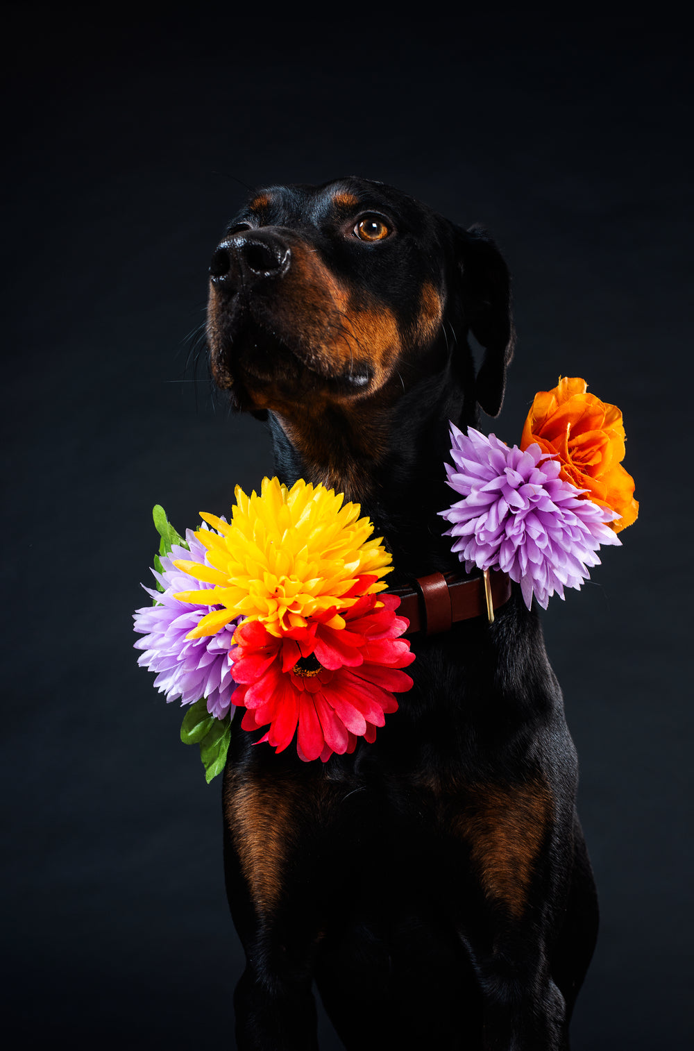 flowers in my collar