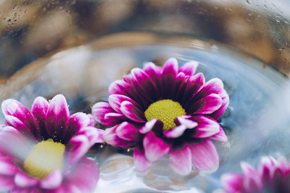 flowers in water close up