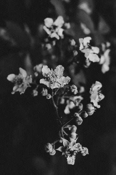 flowers on a tree branch