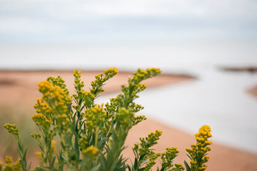 flowers view