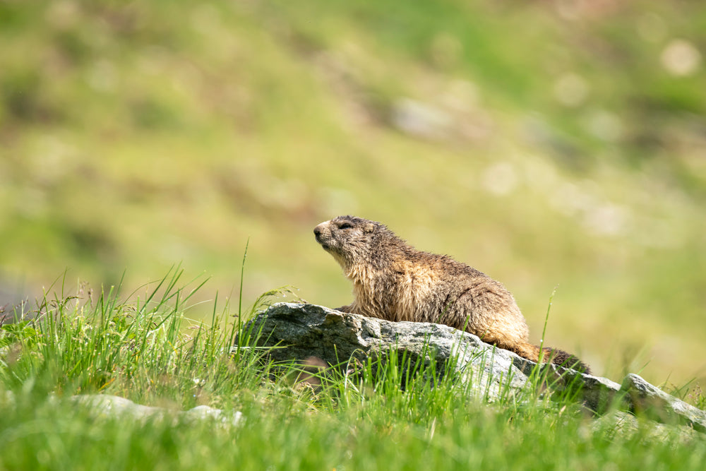 fluffy brown animal on a rock on a green grassy field
