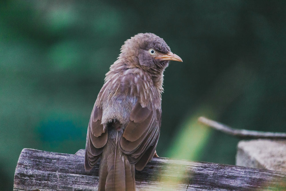 fluffy brown bird with yellow beak