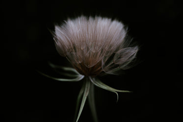 fluffy dandelion in the dark
