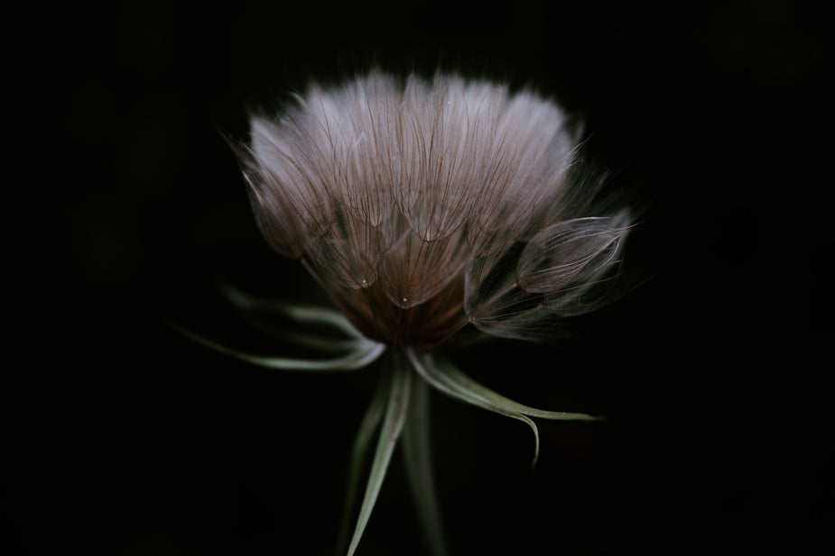 High Res Fluffy Dandelion In The Dark Picture — Free Images
