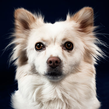 fluffy dog with brown eyes