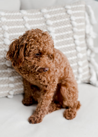 fluffy light brown puppy on couch