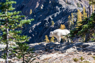 fluffy mountain goat