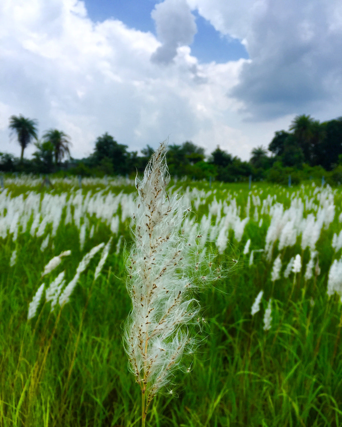 fluffy plant going to seed in field in idia
