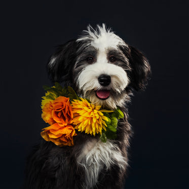 fluffy puppy portrait