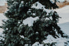 fluffy snow on pine tree