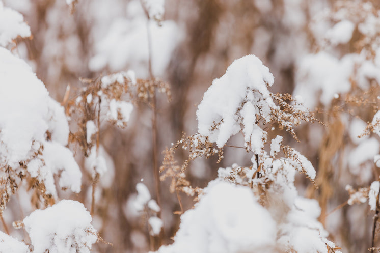 枯葉上的蓬松冬雪