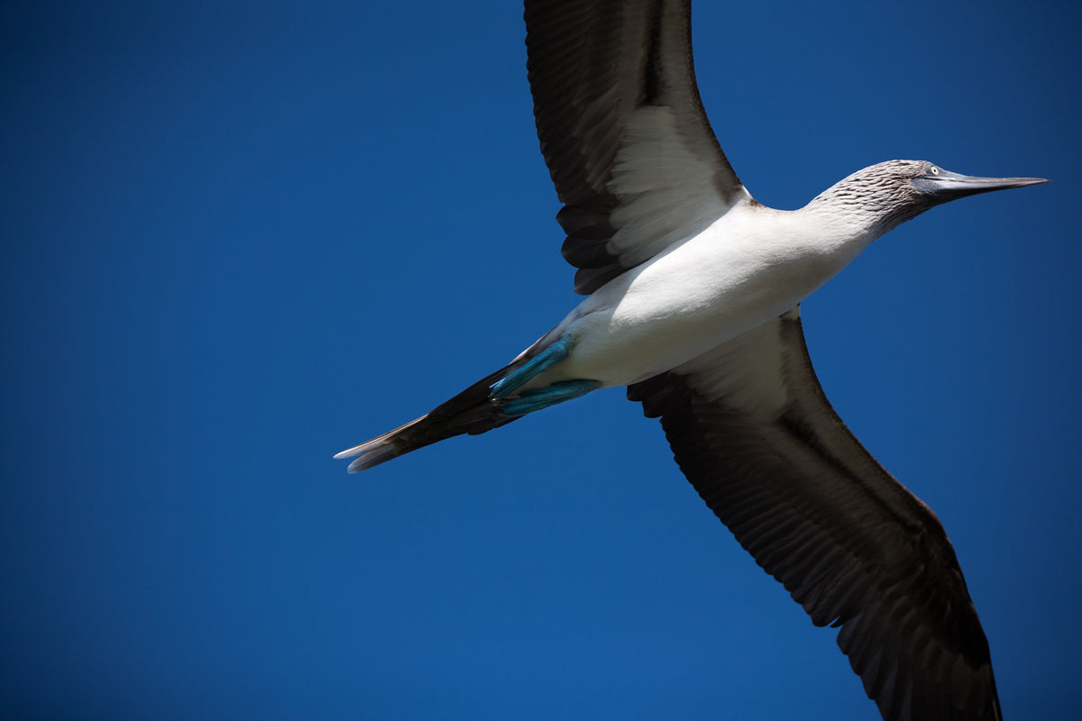 flying blue footed booby