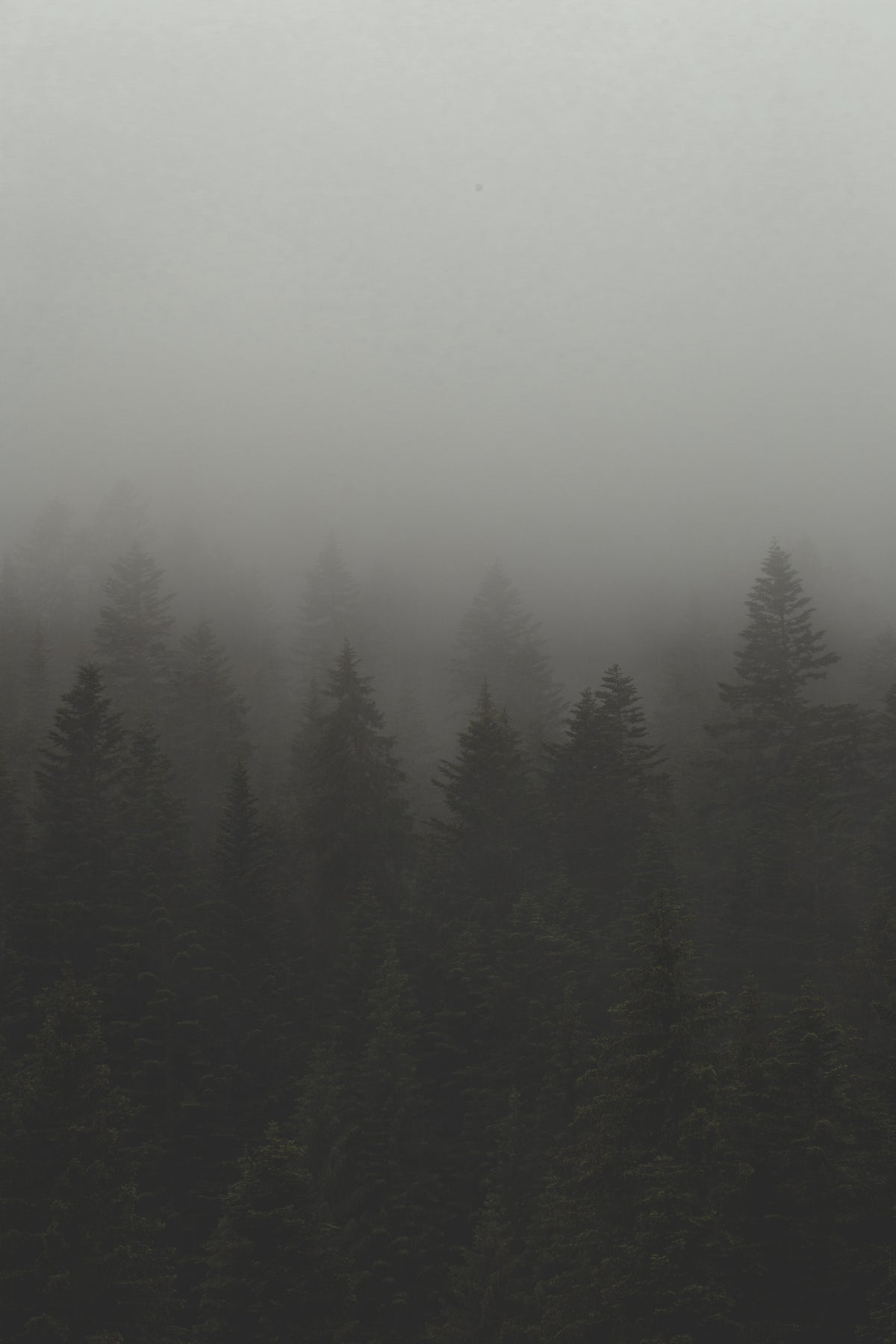 雾和薄雾笼罩着树林