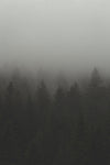 fog and mist over forest trees
