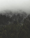 fog and mist roll over tall evergreen forest