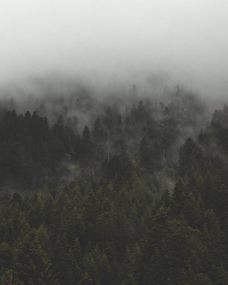 fog-and-mist-roll-over-tall-evergreen-forest.jpg?width=746&format=pjpg&exif=0&iptc=0