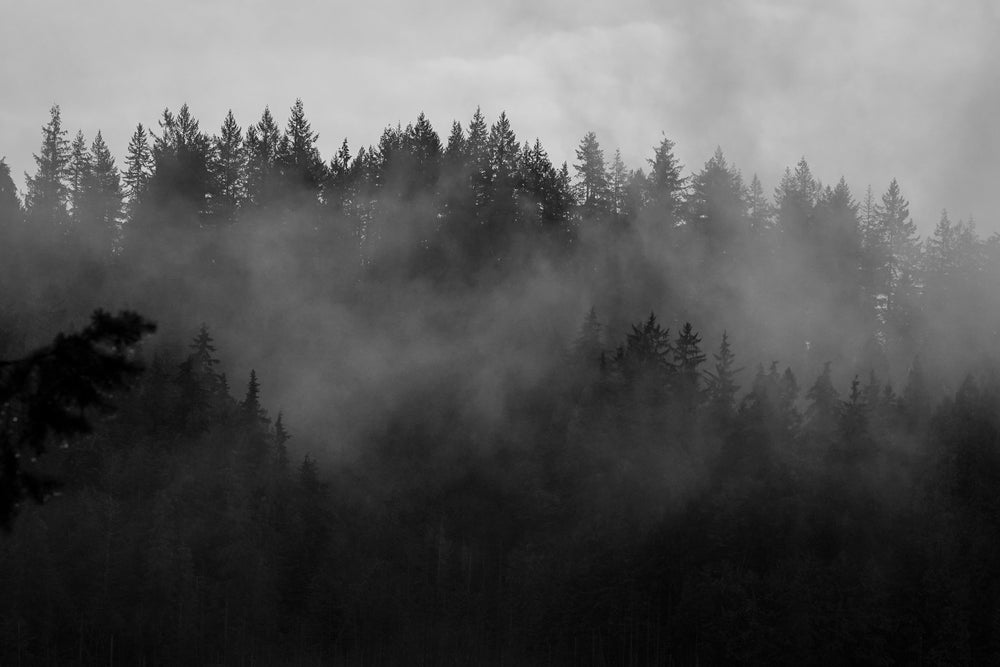 fog rolling over shadowy forest