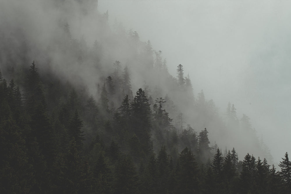 fog rolls through forest hillside