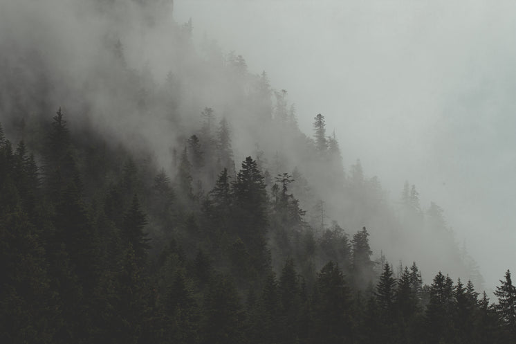 fog-rolls-through-forest-hillside.jpg?width=746&format=pjpg&exif=0&iptc=0