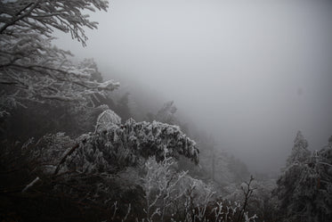 foggy forest with snow covered trees