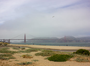 foggy golden gate