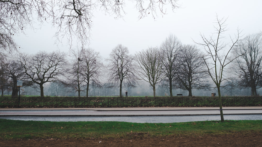 foggy london park