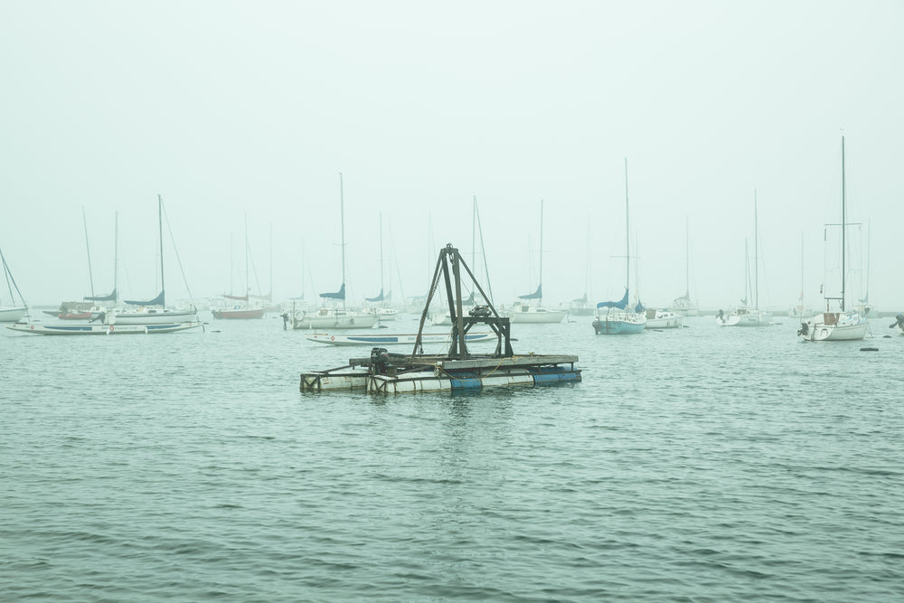 foggy marina