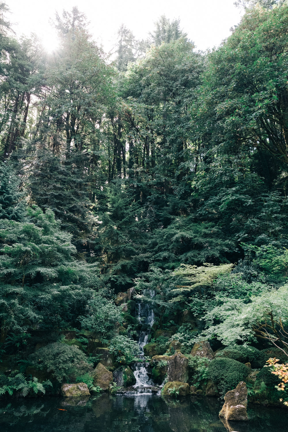 forest and waterfall