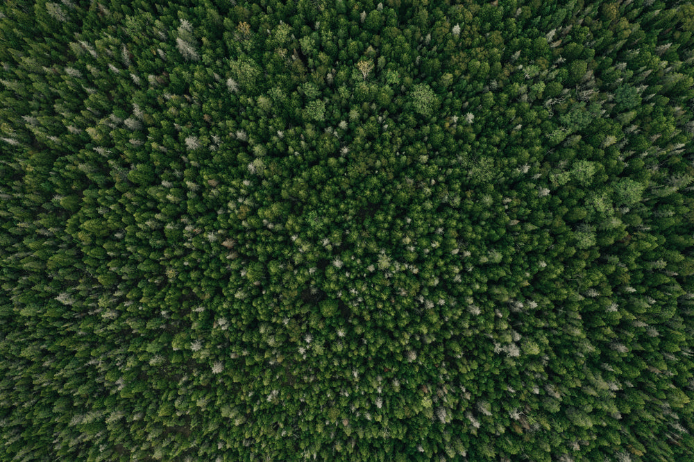 forest as far as the eye can see
