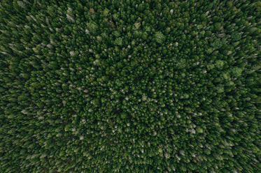 forest as far as the eye can see
