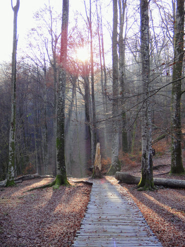 forest boardwalk path at sunset