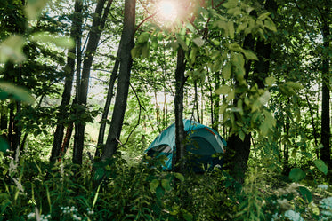 forest camping