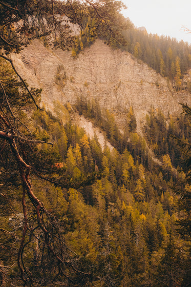 forest cliffside in autumn