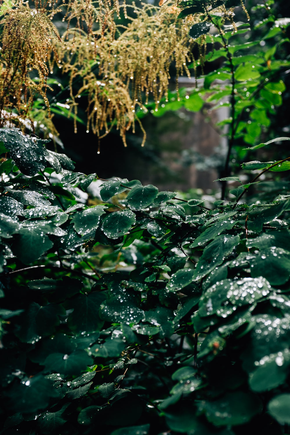 forest green leaves with water droplets