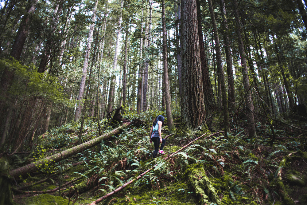 forest hikers