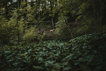 forest inhabitants