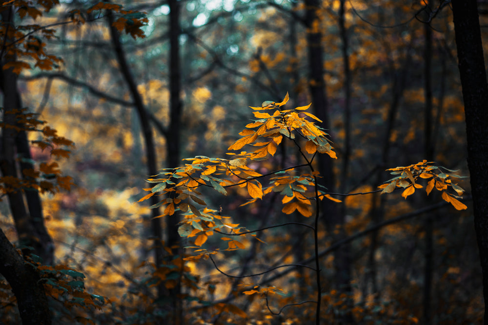 folhas amareladas na floresta