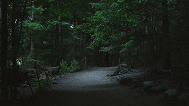 forest path at night